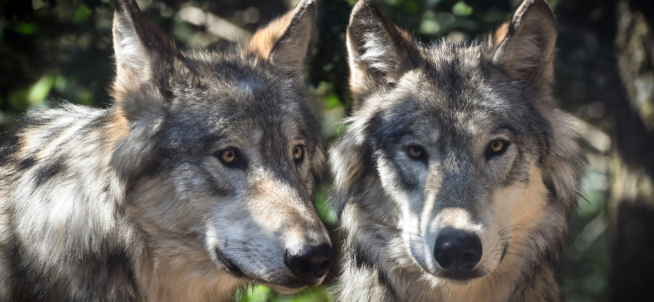 wolves